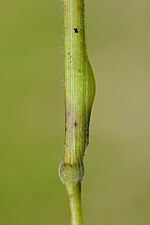Mayetiola hellwigi on Brachypodium sylvaticum