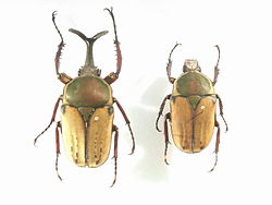 Mecynorhina harrisi pallescens -koiras ja -naaras