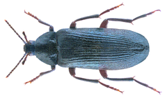 Melandrya caraboides