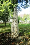 Menhir af Châtillon-sur-Seine, Châtillon-sur-Seine