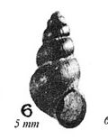 Thumbnail for Mercuria similis