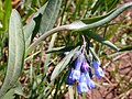 Mertensia oblongifolia