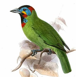 MesobuccoEximiusKeulemans (cropped).jpg