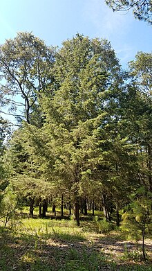 Mexican Cypress, Tecolotlán, Jalisco, Mexico 50252677.jpg