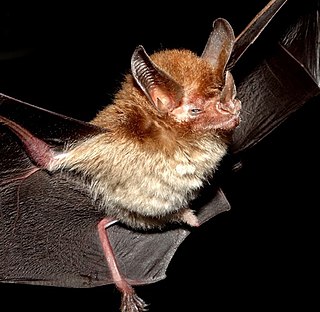 <span class="mw-page-title-main">Schmidts's big-eared bat</span> Species of bat