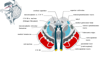 Midbrainsection.svg