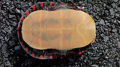 A painted turtle laying on its shell, the limbs are completely retracted into the shell and the plastron (tan colored) is visible