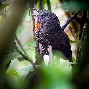 Resmin açıklaması Mishmi Wren-Babbler.jpg.