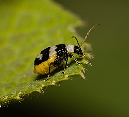 Monolepta cavipennis