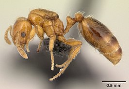 Monomorium hildebrandti