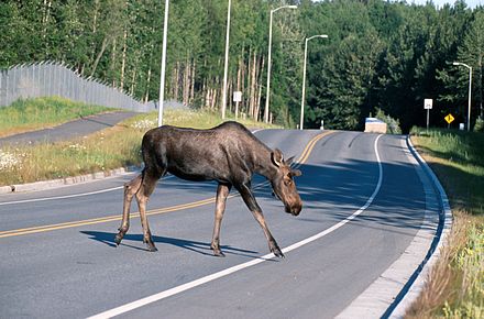 Moose (A. a. gigas) crossing a road in Alaska.