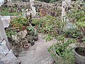 More plants on a roof in Nawabganj town