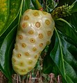 Noni-Frucht