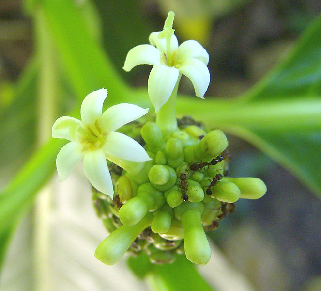 File:Morinda citrifolia Flower.jpg