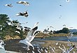 Morro Bay California seagulls.jpg