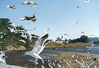 A flock of western gulls in Morro Bay, California
