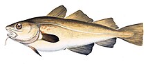 Atlantic Cod.jpg