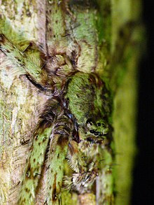 Showing moss-like appearance and the head elevated above the plane of the cephalothorax Moss spider.jpg