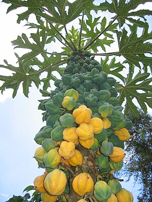 Mountain papaya (Vasconcellea pubescens) .jpg