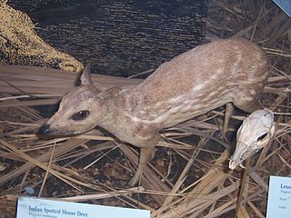 <span class="mw-page-title-main">Sri Lankan spotted chevrotain</span> Species of mammal