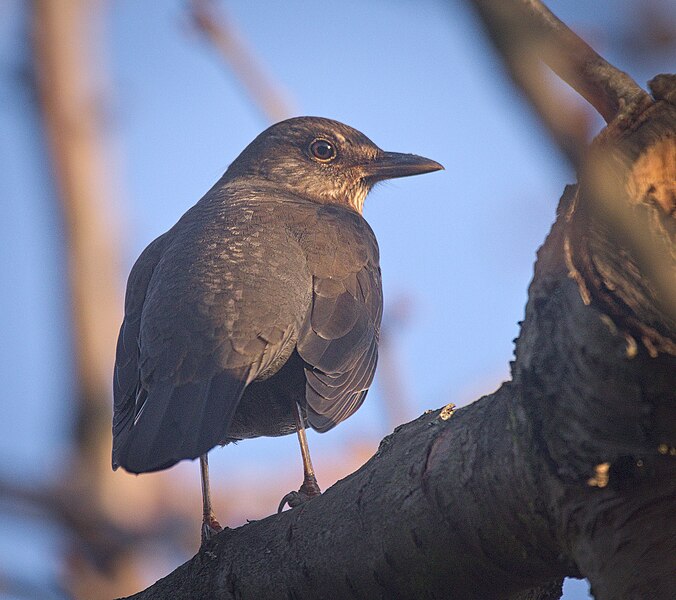 File:Mrs Blackbird (50675466006).jpg