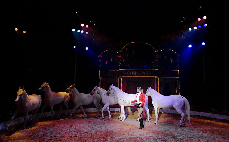 File:Munich - A horse trainer dressed in red - 6768.jpg