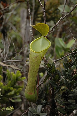 <i>Nepenthes murudensis</i> Tropical pitcher plant endemic to Borneo