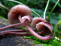 Гроздь лилово-красных грибов по бокам, показывающая нижнюю сторону шляпок.