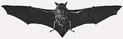 Description de l'image Myotis chiloensis.jpg.