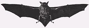 Beskrivelse af billedet Myotis chiloensis.jpg.