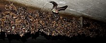 Greater mouse-eared bats in a nursery roost. Myotis myotis nursery roost.jpg