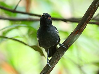 <span class="mw-page-title-main">Black-tailed antbird</span> Species of bird