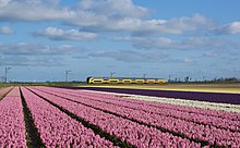 Des milliers de fleurs bien rangés poussent sous une ligne de chemin de fer.