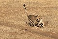* Nomination Cheetah hunting toy lure --AlexanderKlink 22:55, 9 September 2022 (UTC) * Promotion  Support Good quality. --Ermell 08:41, 10 September 2022 (UTC)
