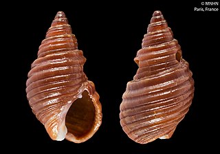 <i>Nassarius enzoi</i> Species of gastropod