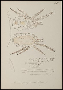Naturalis Biodiversity Center - RMNH.ART.1254 - Dermanyssus gallinae (de Geer) - Mites - Collection Anthonie Cornelis Oudemans.jpeg