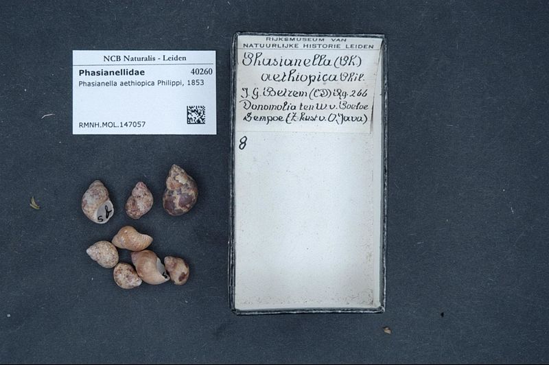 File:Naturalis Biodiversity Center - RMNH.MOL.147057 - Phasianella aethiopica Philippi, 1853 - Phasianellidae - Mollusc shell.jpeg