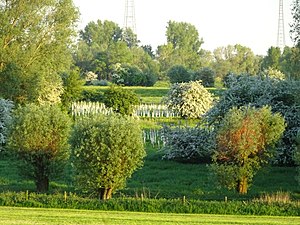 Emmericher Ward nature reserve (May 2018)