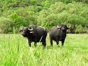 Water buffalo as "landscape maintenance" in the protected area