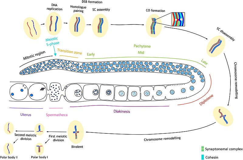 File:Nematode Diagram of meiotic events during oogenesis in the C. elegans germ line.jpg