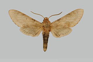 <i>Neogene carrerasi</i> Species of moth
