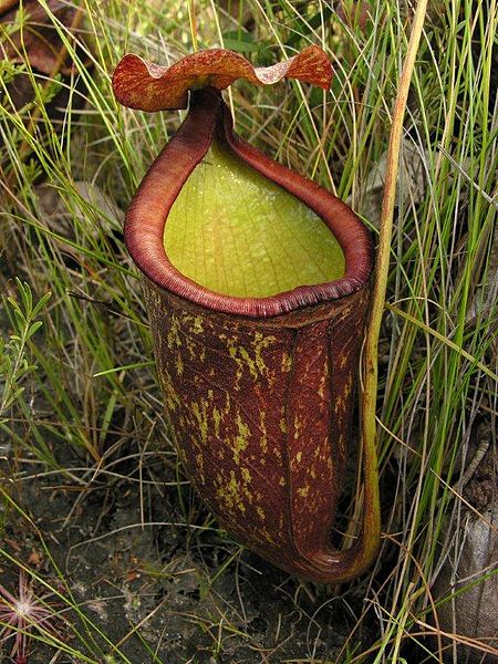 File:Nepenthes rowanae2.jpg