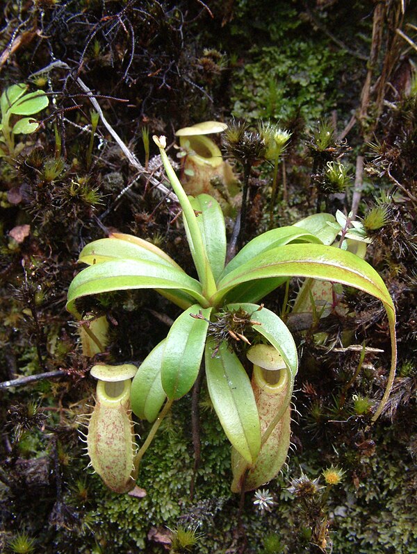 A young rosette plant