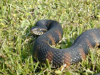 <span class="mw-page-title-main">Florida banded water snake</span> Subspecies of reptile