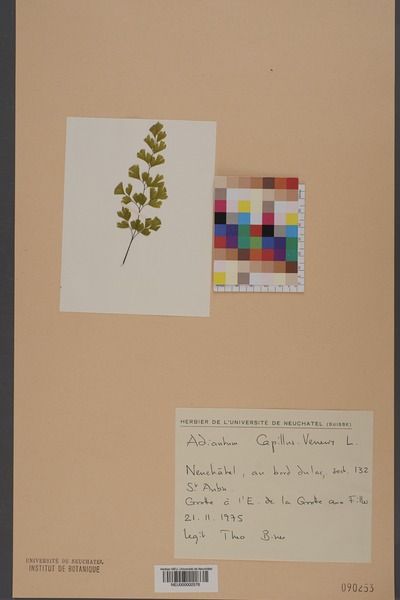 File:Neuchâtel Herbarium - Adiantum capillus-veneris - NEU000002576.tiff