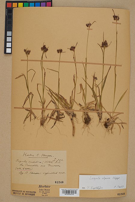 Neuchâtel Herbarium - Luzula alpina - NEU000045146.jpg