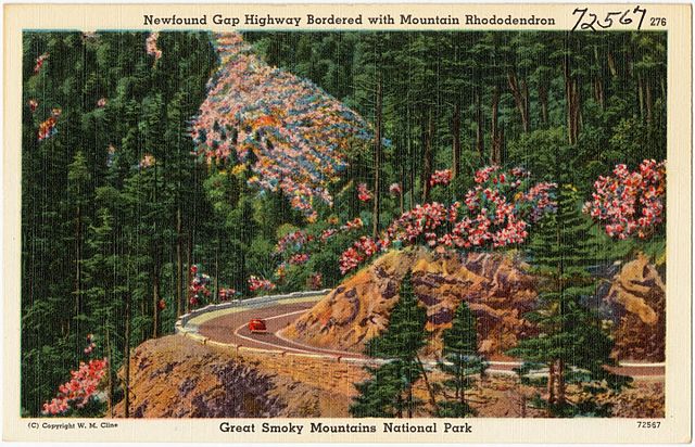 File:Newfound_Gap_Highway_bordered_with_Mountain_Rhododendron,_Great_Smoky_Mountains_National_Park_(72567).jpg