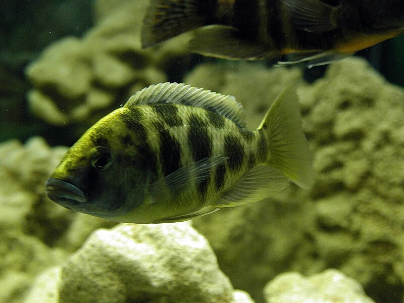 File:Nimbochromis venustus Aquarium animals.jpg