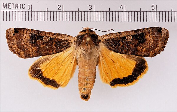 Mounted adult specimen