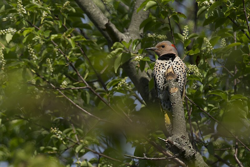 File:Northern flicker yellow shafted ii avalon (14090682749).jpg